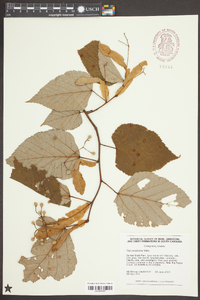 Tilia americana var. caroliniana image