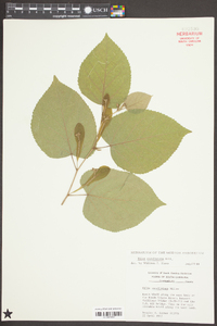 Tilia americana var. caroliniana image