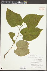 Tilia americana var. caroliniana image