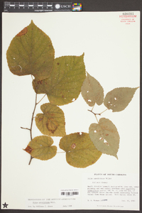 Tilia americana var. caroliniana image