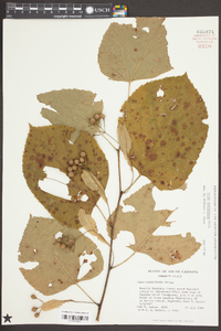 Tilia americana var. caroliniana image