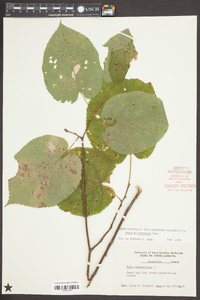 Tilia heterophylla image