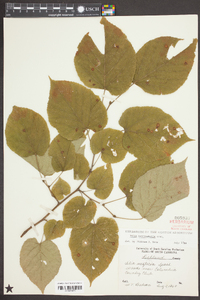 Tilia heterophylla image