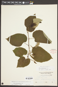 Tilia heterophylla image