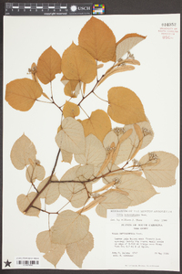 Tilia heterophylla image