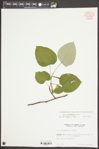 Tilia heterophylla image