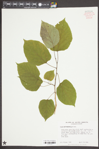 Tilia heterophylla image