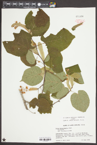 Tilia heterophylla image