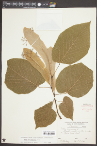 Tilia heterophylla image