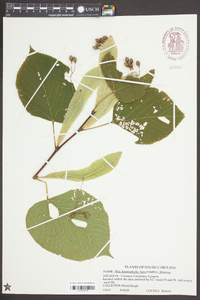 Tilia heterophylla image