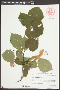 Tilia americana var. caroliniana image