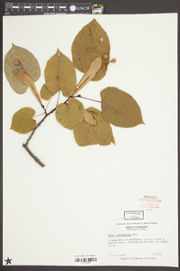 Tilia heterophylla image