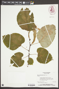 Tilia heterophylla image