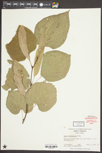 Tilia heterophylla image