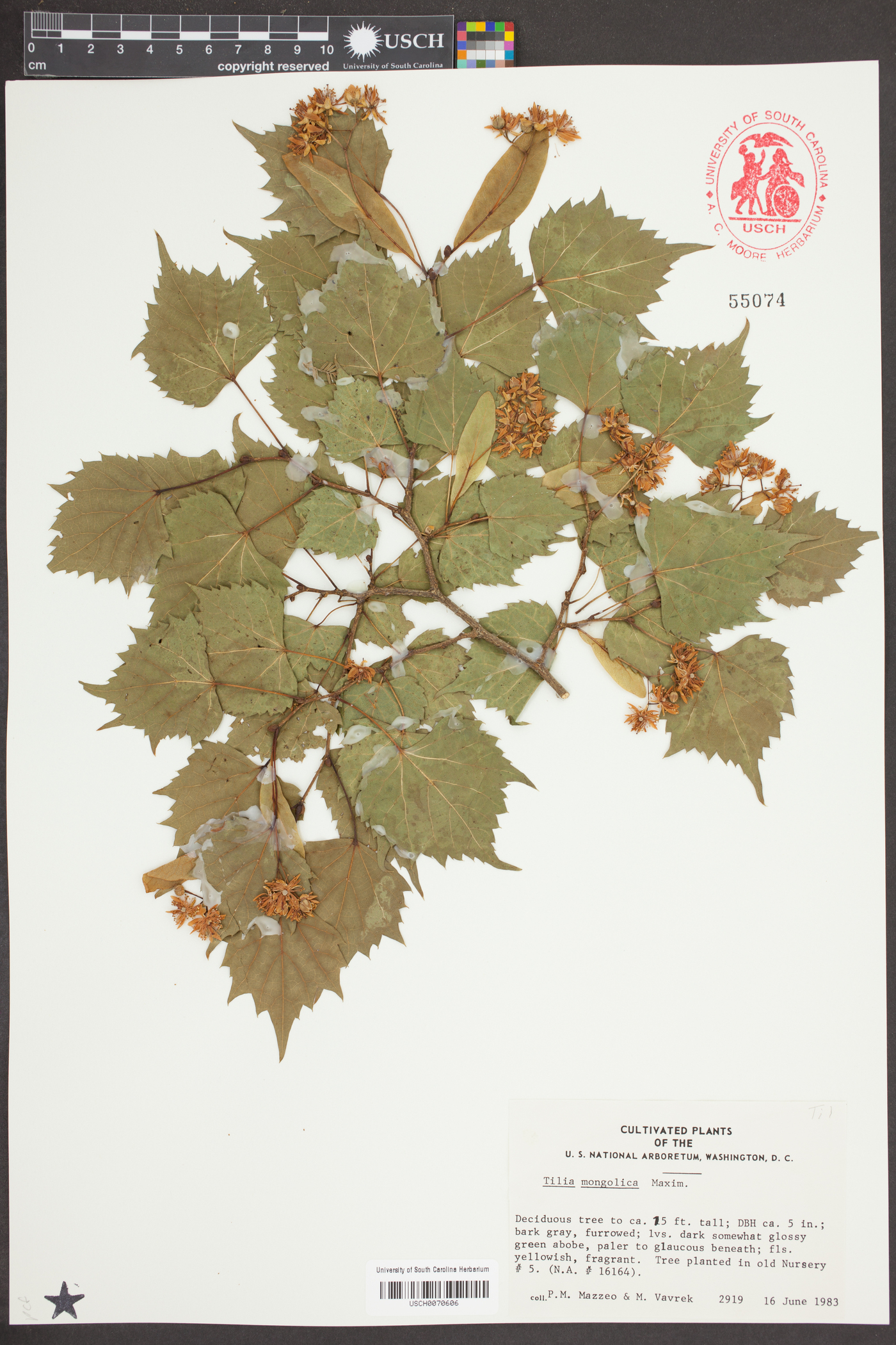 Tilia mongolica image