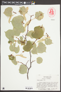 Tilia cordata image