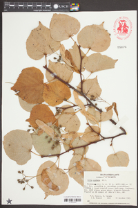 Tilia cordata image