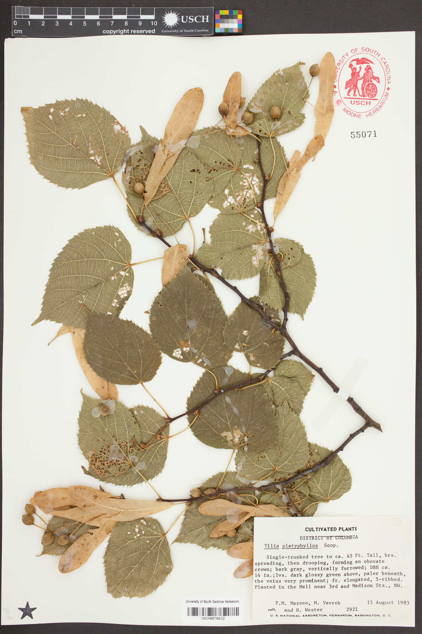 Tilia platyphyllos image