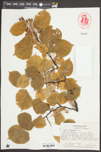 Tilia platyphyllos image