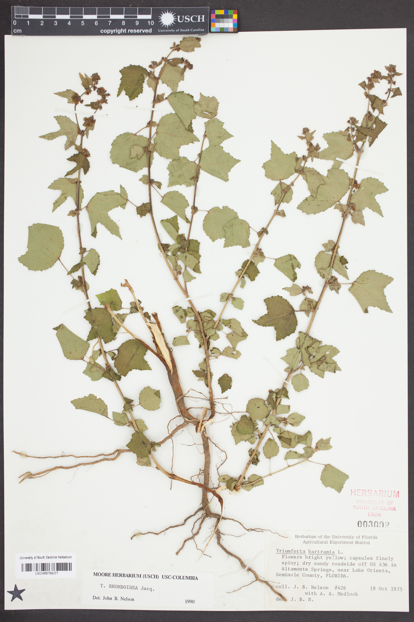 Triumfetta rhomboidea image
