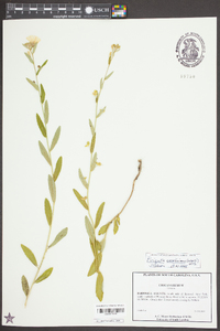 Piriqueta cistoides image