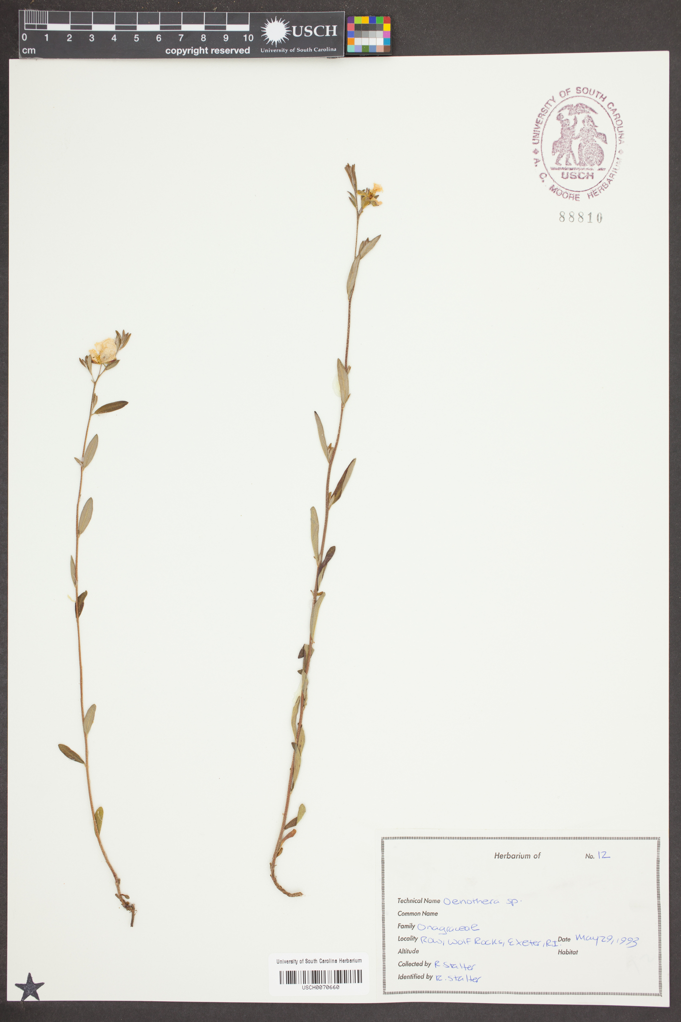 Piriqueta caroliniana image
