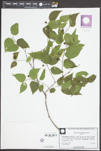 Celtis tenuifolia image