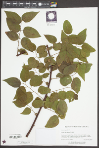 Celtis laevigata image