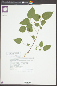 Celtis laevigata image