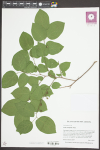 Celtis tenuifolia image