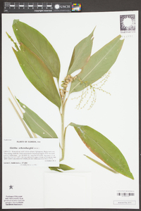 Globba schomburgkii image
