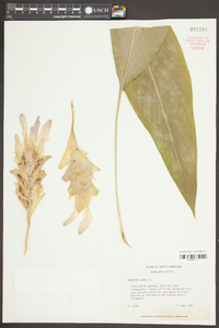 Curcuma longa image