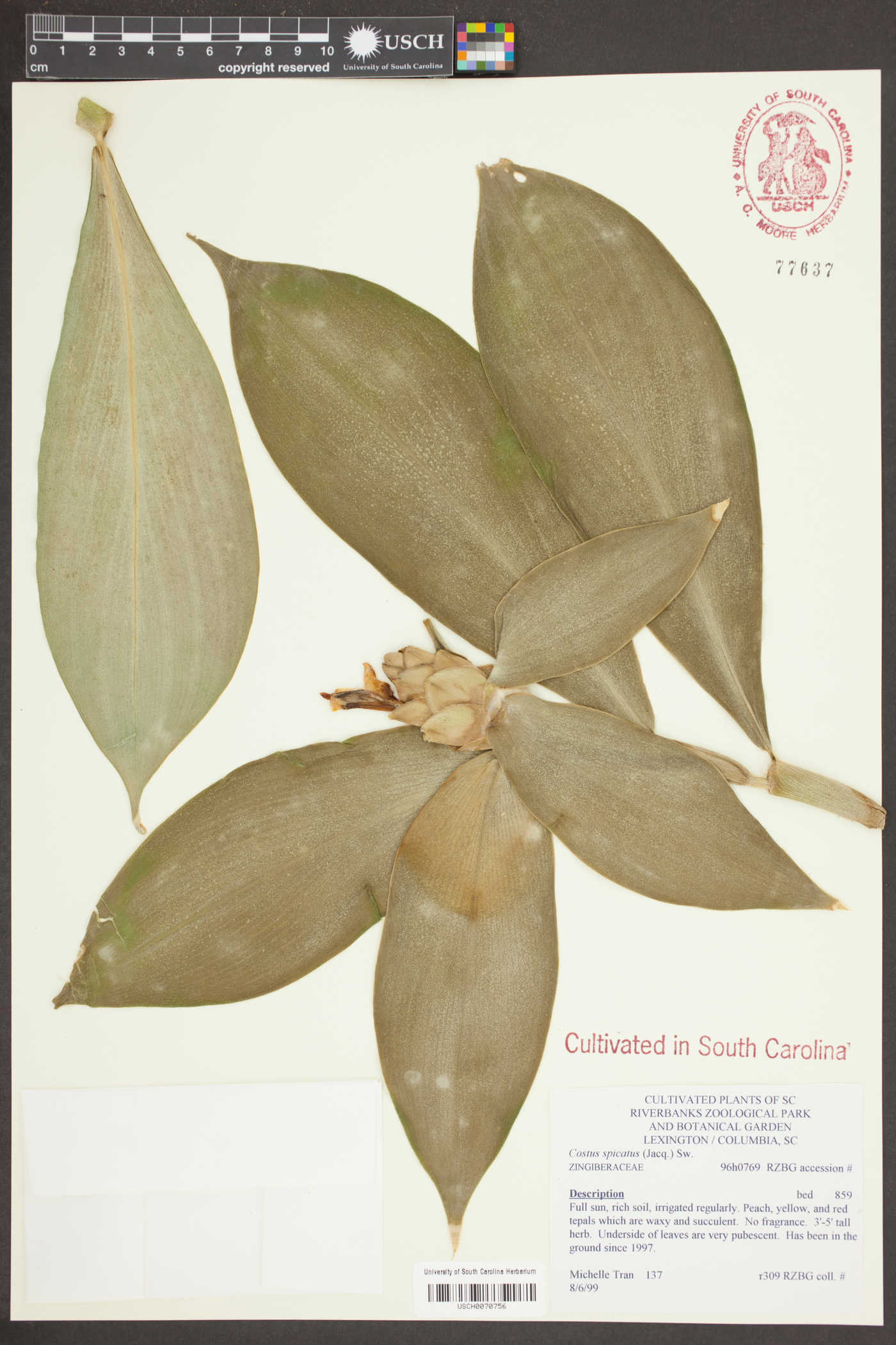 Costus spicatus image