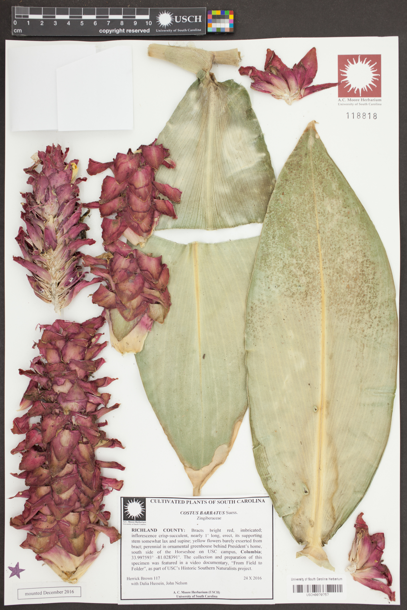 Costus barbatus image