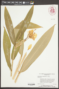 Hedychium coronarium image