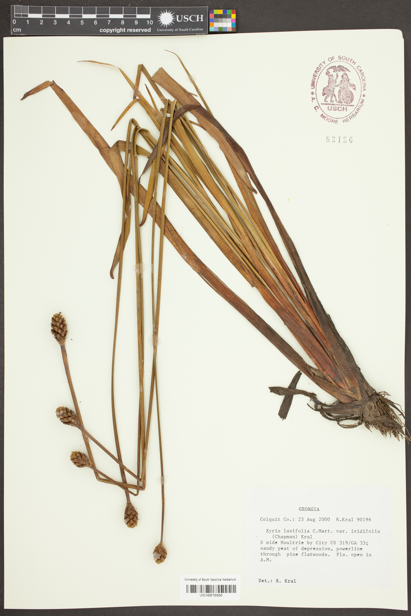 Xyris laxifolia image