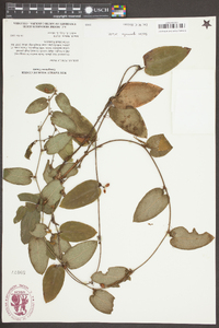 Smilax pumila image