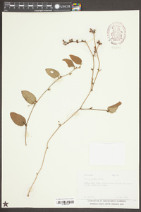 Smilax pumila image