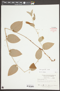 Smilax pumila image