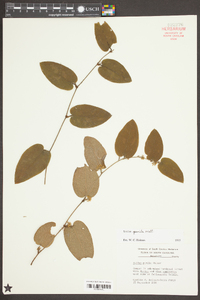 Smilax pumila image