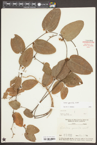 Smilax pumila image