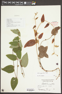 Smilax pumila image