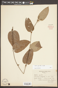 Smilax pumila image