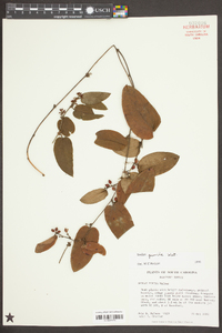 Smilax pumila image