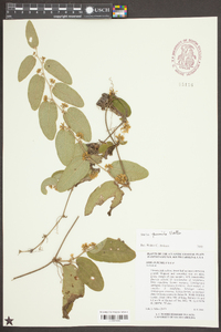 Smilax pumila image