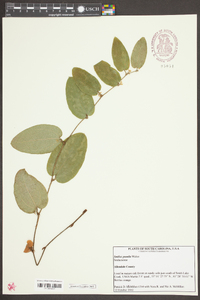 Smilax pumila image