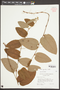 Smilax pumila image