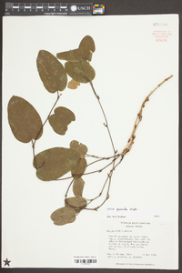 Smilax pumila image