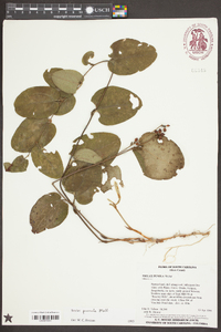 Smilax pumila image