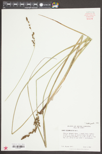 Carex decomposita image